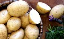 Описание и характеристика картофеля сорта Елизавета, правила посадки и ухода