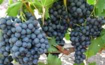 Виноград башкирский изумруд описание сорта фото отзывы