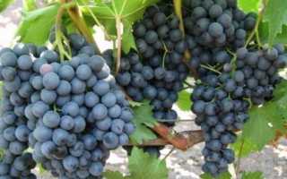 Виноград башкирский изумруд описание сорта фото отзывы