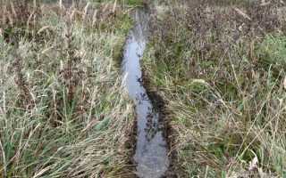 Ловушка на бобра своими руками. Как поймать бобра? Эффективные способы