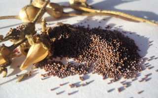 Как правильно собрать семена петунии: время и правила сбора + советы