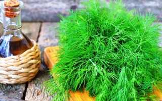 Сколько обычно всходит укроп и как ускорить прорастание его семян?