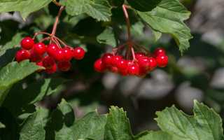 В чём отличие калины и рябины: описание растений, польза и вред, применение
