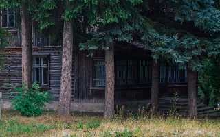 Почему нельзя садить елку возле дома или на участке – народные приметы и объяснения