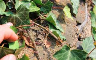 Размножение плюща черенками