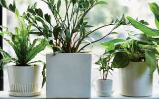 Подкормки для комнатных растений зимой: как помочь, а не навредить