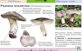 Землистая или землисто-серая рядовка: описание, съедобность, схожие виды с фото