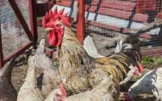 Разведение кур и выращивание цыплят разных пород в домашних условиях