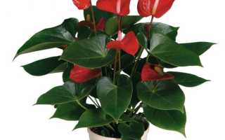 Антуриум мужское счастье в цветочном горшке