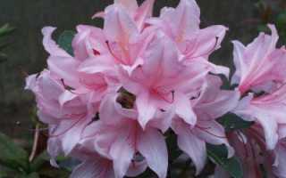 Японская азалия — самые популярные виды и основы ухода за ними