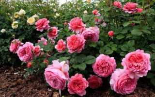 Как обрезать почвопокровную розу осенью