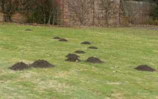 Текст книги «Борьба с кротами на приусадебном участке»