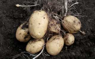 Характеристики семенного картофеля «Удача» — период созревания