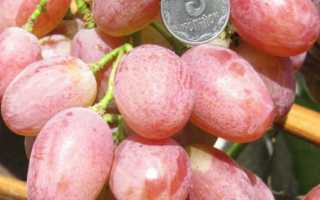 Виноград Мечта Татьяны: что нужно знать о нем, описание сорта, отзывы