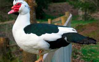 Как нас разводят на лекарствах от гриппа: «утка» про барбарийскую утку