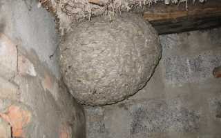 Миссия выполнима: эффективные способы как избавиться от ос на участке