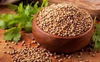 Посадка кинзы под зиму семенами. Высаживаю кинзу в огороде, условия посадки и выращивания