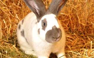 Описание кроликов породы Строкач и их разведение