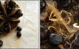 Пион древовидный посадка семенами и уход в открытом грунте