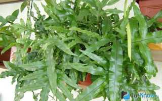 Полиподиум — комнатный папоротник с непростым характером