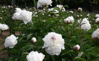 Пион «Ширли Темпл» (Shirley Temple): описание сорта, посадка и уход