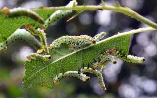 Герань едят гусеницы что делать