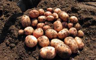 Обзор характеристик и описание сорта картофеля Аврора, выращивание и уход