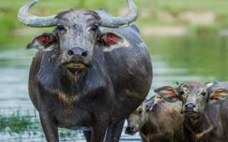 Петр Кравцов: «Содержать буйволов вдвое дешевле, чем КРС»