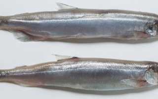 Корюшка: что за рыба, где водится, фото, описание, польза, как приготовить