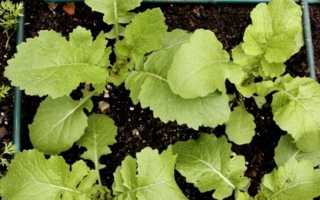 Репа выращивание из семян и уход в открытом грунте