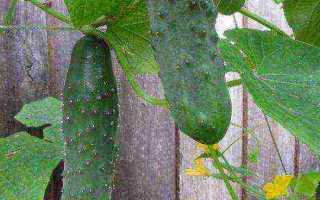 Описание огурцов сорта Луховицкие, характеристика и выращивание