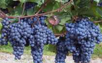 Подборка лучших комплексно устойчивых сортов винограда и рекомендации по их выбору