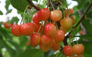 Черешня северная описание сорта фото отзывы