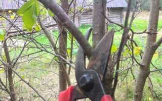 Веточки сливы лечебные свойства и противопоказания