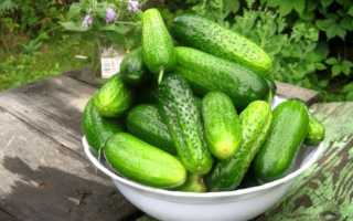 Достоинства ультрараннего гибрида огурцов «Вьюга f1»