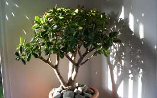 Чем подкормить денежное дерево в домашних условиях