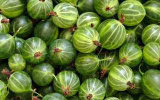 Правила ухода за крыжовником осенью – подготовка к зимовке