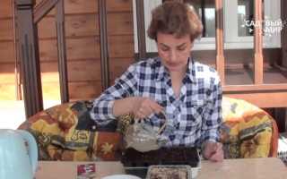 Табак душистый: выращивание из семян, посадка и уход