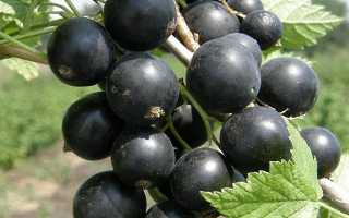 Неприхотливый сорт черной смородины Зеленая дымка