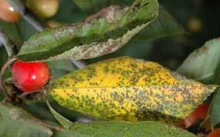 Черешня Валерий Чкалов: южная сладость — садоводам в радость!