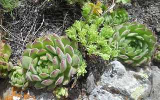 Посадка и уход за молодилом в открытом грунте, размножение и выращивание