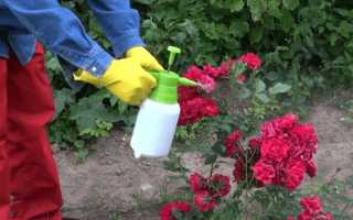 Аптечные средства для борьбы с вредителями сада и огорода: йод, зелёнка, аспирин.