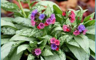 Медуница — «эффектный бурачник»: посадка и уход