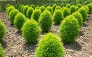 Кохия венечная: описание, фото, посадка на рассаду и уход