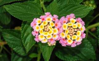 Экзотическая лантана — солнечный цветок для вашего дома