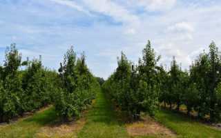 Пошаговое руководство по правильной посадке груши весной