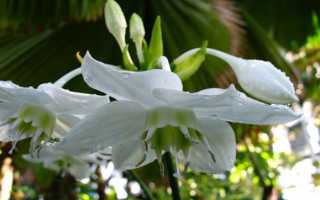 Эухарис отказывается цвести в квартирных условиях