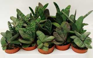 Гастерия — уход и содержание в домашних условиях