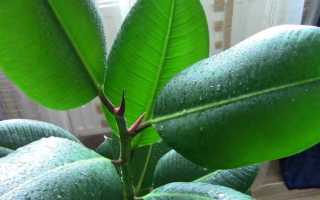 Фикус каучуконосный (эластика): уход в домашних условиях, пересадка