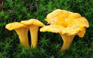 ЛИСИЧКА — описание и инструкция по применению